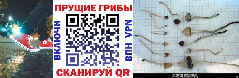 закладки  Новоуральск  Псилоцибиновые грибы Cubensis 